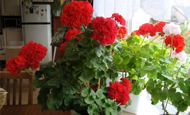 सौंदर्य और अधिक! क्या आप अपने geraniums लाड़ प्यार करते हैं? टिप्पणी में हमें बताएं!