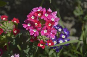Verbena - एक सुखद गंध है, जिसके लिए एक मुश्किल से देखभाल कर सकते हैं के साथ सुंदर फूल
