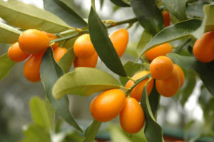 Kumquat: उपयोगी गुण और मतभेद