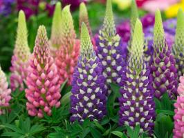 Lupines: सुंदर बगीचा फूल। खेती की विशेषताएं