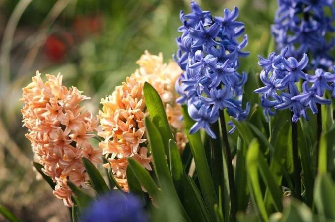 खुले मैदान में Hyacinths। देखें: http://baltimoreseo.club