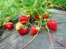 स्ट्रॉबेरी: क्या मई के प्रारंभ में किया जाना चाहिए