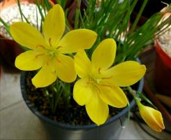 असामान्य फूल "zephyranthes" (कल का नवाब): देखभाल घर पर