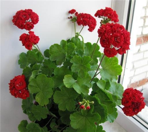 लाल रंग geraniums के रमणीय खिलता है। यह उर्वरक के बिना असंभव है! लेख के लिए छवियों में से कुछ इंटरनेट से लिया जाता है (ओपन एक्सेस)