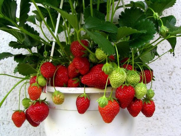 इस अनुच्छेद में आप बुनियादी जानकारी, सुझाव और स्ट्रॉबेरी से बढ़ घर के अंदर की बारीकियों मिलेगा
