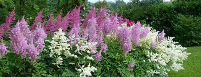 Astilbe ऊंचाई में 2 मीटर तक बढ़ सकता है। समूह रोपण