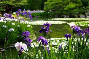 7 कारणों क्यों अपने बगीचे में irises खिलने के लिए। उत्पादक के लिए पूरा गाइड