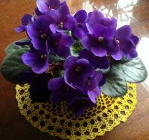 नए साल से पहले फ़ीड Violets, तो 2020 में एक शानदार फूल आनंद लेने के लिए