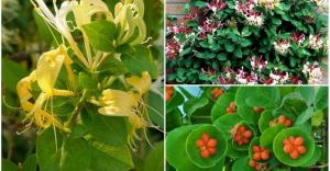 Perfoliate Honeysuckle: खेती और देखभाल के बारीकियों