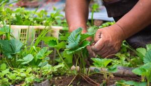 प्रसंस्करण और अगस्त में स्ट्रॉबेरी fertilizing: झाड़ियों और फसल स्वास्थ्य हमारे हाथों में है