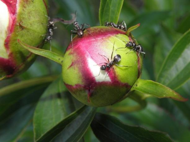 क्यों चींटियों Peony का इतना ही शौक है? जवाब आसान है: वे मीठा अमृत दावत देना। यह एक तस्वीर है और उसके बाद इंटरनेट से लिया