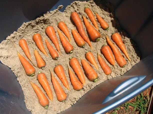 गाजर के भंडारण की फोटो उदाहरण (लेख में चित्रण Yandeks.Kartinki करने के लिए स्वतंत्र पहुँच से लिया जाता है)