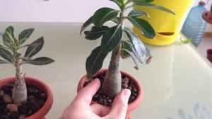 कौन सा Adenium के लिए एक प्राइमर का चयन करने, आंखों के लिए फूल दावत के लिए