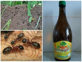 चींटियों से निपटने के लिए सबसे प्रभावी तरीकों में से तीन