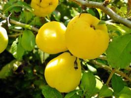 लाभ और Quince की हानि, औषधीय गुण