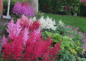 Astilbe: खेती और रोपण की बारीकियों