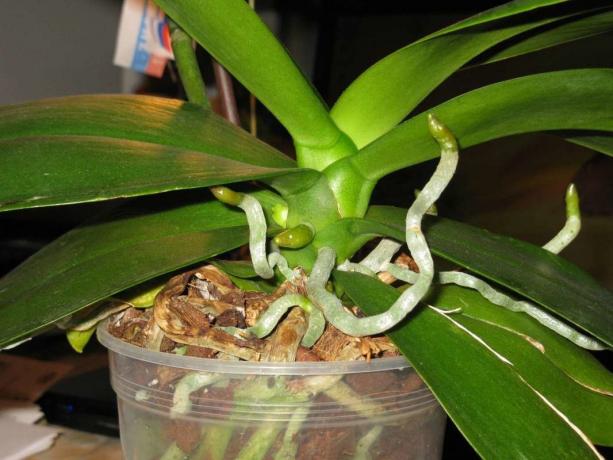 हवाई जड़ों बढ़ने ऑर्किड जीवन Phalaenopsis