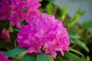 हीथ समय, या जब संयंत्र rhododendrons के लिए सबसे अच्छा - वसंत या गिरने