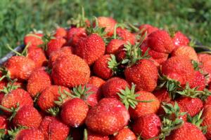 कैसे ठीक से फलने के दौरान स्ट्रॉबेरी की देखभाल के लिए