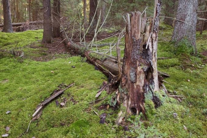 valozhnike पर कानून - कि जंगल में काटा जा सकता है, और कब?