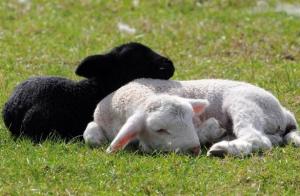 मांस और ऊन: कैसे अपने खेत पर भेड़ प्रजनन के लिए