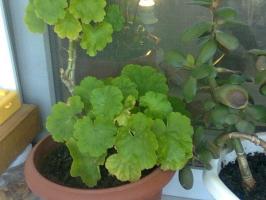 Geranium खिलते नहीं है? हम समस्या का समाधान एक साथ