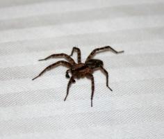 2 अच्छे कारणों के घर में मकड़ियों को मारने के लिए नहीं