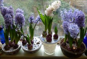 घर पर मजबूर hyacinths