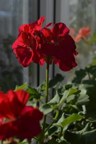 लाल geraniums हमेशा अपने कुटीर है! निजी तस्वीर।