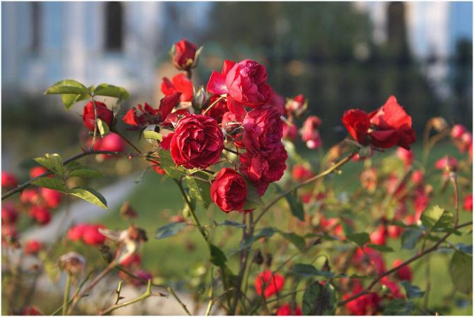 गुलाब - दुनिया भर में उत्पादकों के लाखों लोगों के प्यार। लेकिन उस प्यार आपसी था, ध्यान से पौधों का ध्यान रखना चाहिए - "गार्डन रानी" अपनी सनक के लिए जाना जाता है। नोट्स के लिए फोटो सार्वजनिक उपयोग से लिया जाता है।