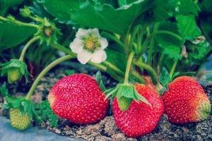 4 पीपुल्स वीर उर्वरक स्ट्रॉबेरी विकसित करने के लिए