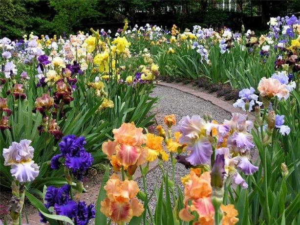 irises प्रशंसकों इस संयंत्र के पूरे उद्यान पैदा करते हैं। वे iridariyami कहा जाता है। शक नहीं है कि इस तरह के एक सौंदर्य के लिए कोई भी ध्यान रखती है। 