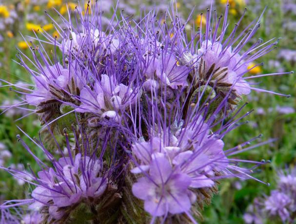 उज्ज्वल फूल आकर्षित मधुमक्खियों Phacelia