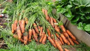 समय: यह बगीचे में गाजर साफ करने के लिए समय आता है?
