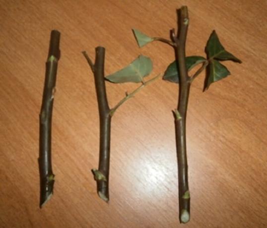 buktea से गुलाब की फोटो उदाहरण कलमों