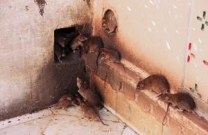 आसान तरीका चूहों और घर में चूहों से छुटकारा पाने के।