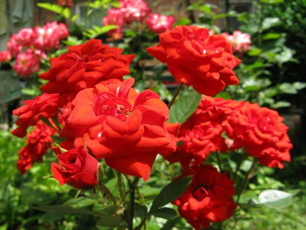 मैं लाल गुलाब से प्यार है!