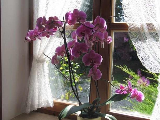प्रचुर मात्रा में फूल Phalaenopsis ( http://picdom.ru/i/1280x800/3/8/0b98d41a7.jpg)