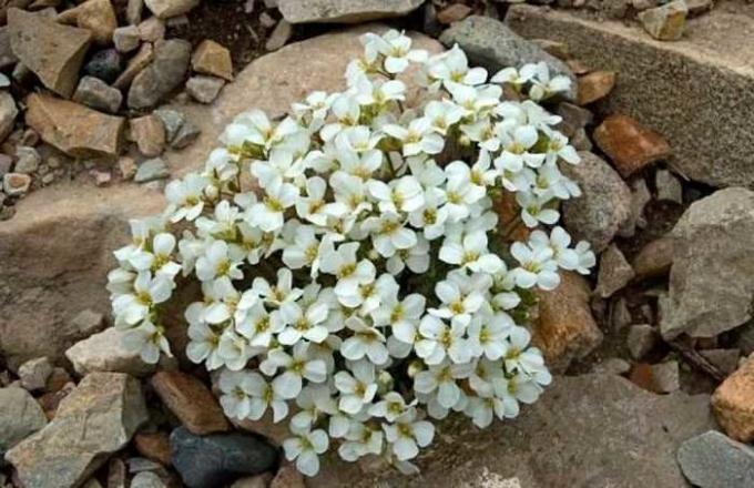 सफेद फूल arabisa