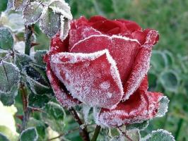 सर्दियों के लिए गुलाब के फूल को तैयार: कैसे गुस्सा करने के लिए क्या है और क्या छुपाने के लिए, कैसे ट्रिम करने के लिए। कैसे रंग ठंढ प्रभावित करती है