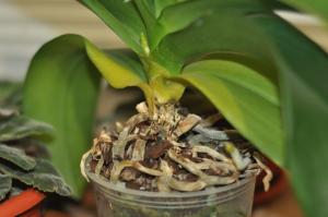 रोग और आर्किड phalaenopsis के कीट