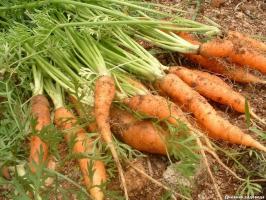 कैसे यह 4-6 दिनों के लिए गाजर के अंकुरण हासिल की है
