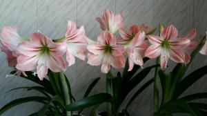 Hippeastrum और Amaryllis: क्या मतभेद पौधों तेजस्वी