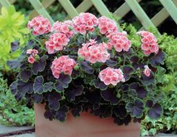 बढ़ रही जोनल geranium के लिए टिप्स