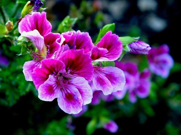 बैंगनी geranium उज्ज्वल और शानदार लग रहा है। तस्वीरें - व्यक्तिगत संग्रह