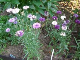 अंकुरित बिना फूल: क्या सीधे flowerbed में बोना
