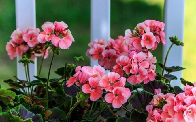घर geraniums का मुख्य लाभ - उदार पर एक शानदार खिलने! (Geraniumguide.com)