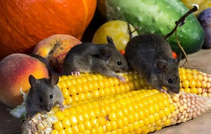 चूहे फसल खा रहा है। फोटो स्रोत: botanichka.ru