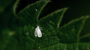 हानिकारक कीड़ों के खिलाफ प्रक्रिया झाड़ियों टमाटर। whitefly विरोध करने के लिए कैसे