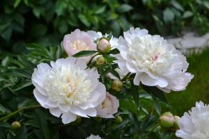 Peonies खिलते हैं - फ़ीड की यह समय, एक अच्छा अगले साल खिलते हैं पाने के लिए